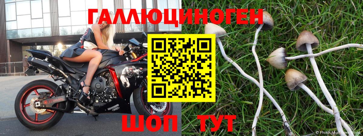 Каменск-Шахтинский  Псилоцибиновые грибы прущие грибы  Вход с VPN  Псилоцибиновые грибы мицелий 